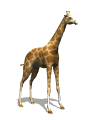 girafă imagini-animate-gif